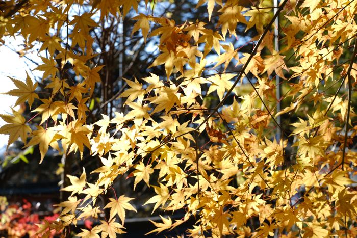 Lake Kawaguchi, November 2024