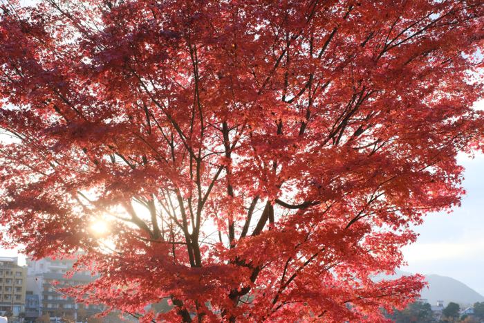 Lake Kawaguchi, November 2024