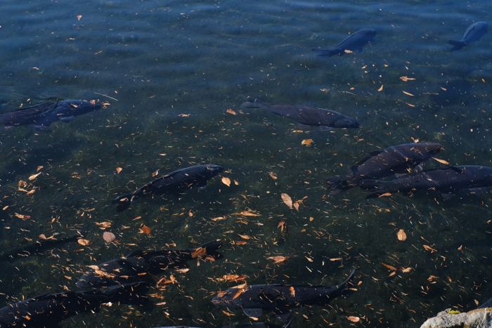 Lake Kawaguchi, November 2024