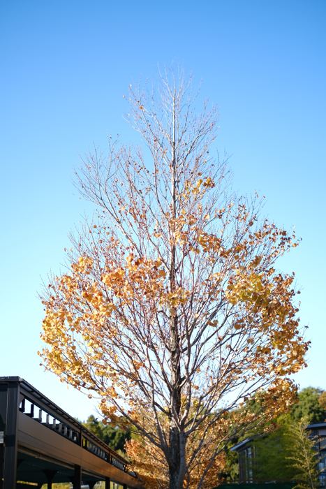 Lake Kawaguchi, November 2024